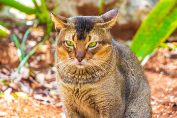 Beautiful cute cat with green eyes in tropical jungle Mexico.