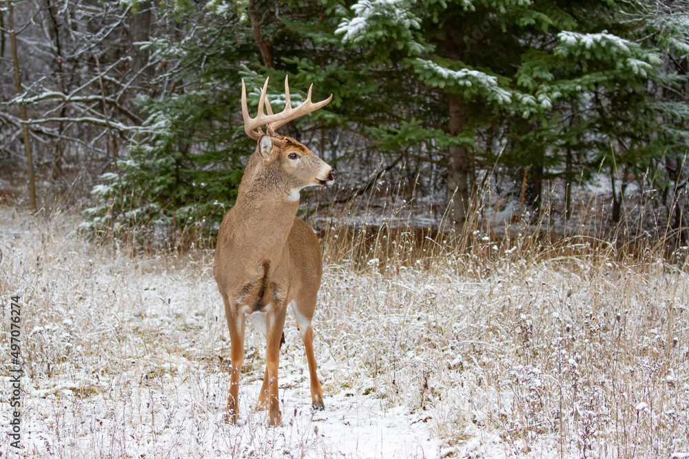 Wall mural white-tailed deer buck walking in the winter snow in canada - Wall murals