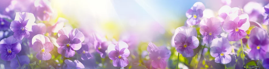 Foto op Plexiglas Tricolor pansy flower © Li Ding