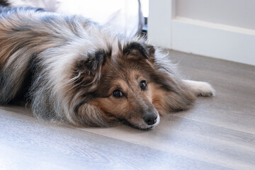 Sable Shetland Sheepdog on vinyl laminate flooring. Pet friendly durable and popular flooring choice.