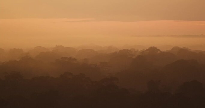 Elevated tree canopy view in jungle at golden hour, tracking bird shot