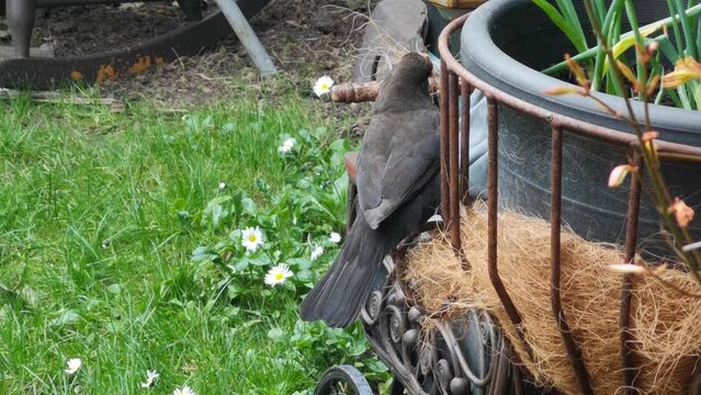 Female blackbird collecting material from garden planter to build nest