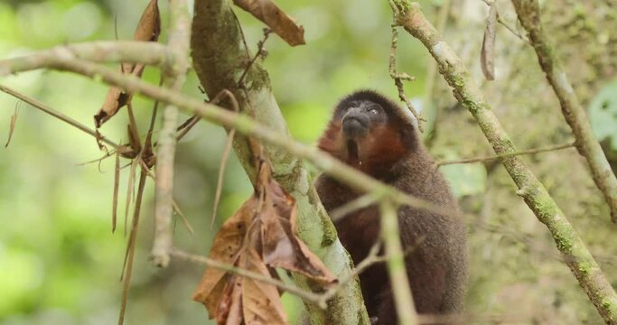 Dusky Titi Monkey climbing and investigating up a tree through the maze of branches