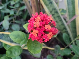 red flower Ixora chinensis, commonly known as Chinese ixora