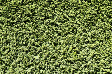 Green coniferous bush.Thuja hedge texture. American Arborvitae plant pattern. Evergreen Thuja occidentalis decorative fence. Thuja plant texture. Decorative green bush. Gardening hedge background.