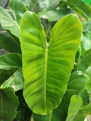 thriving Philodendron plant leaves