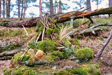 children's building in nature: stones, branches, moss and pine cones have formed small teepees.