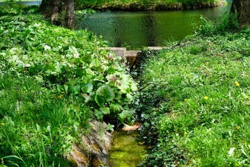 Beautiful pond with drain.Green grass in summer