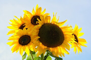 Sunflower illuminated by the sun.