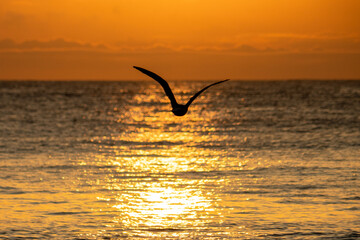 Wonderful orange sunset with birds on the beach in front of the sea. Arraial do Cabo, Rio de...