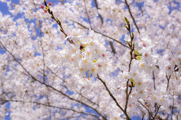 桜