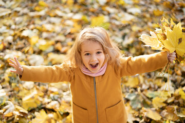 A happy little girl in a coat walks in the park in autumn through the fallen yellow foliage and rejoices holding a bouquet of maple leaves in her hands, an emotion of delight and joy.