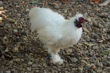 Close up White Chicken, White Silkie Bantam