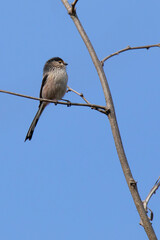 long-tailed tit on dry branch in early Spring