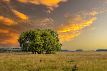 Landscape Eexterveld in the Dutch province of Drenthe during sunset with a beautiful group of...