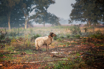 Drenthe bare heather landscape on the edge of the Balloërveld with a lonely solitary ram with beautiful curled horns and long-haired brown beige fur standing between the oak trees