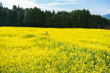 Fototapeta premium 佐賀県武雄市 馬場の山桜の満開の菜の花