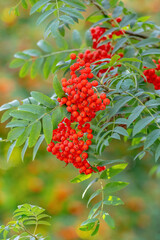 Red rowan berries in summer on a tree
