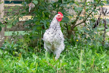 White spotted chicken in the garden among the green grass, breeding chickens on the farm