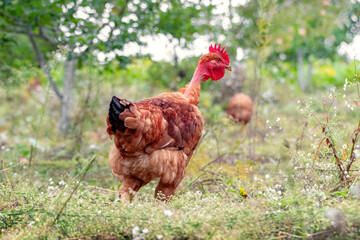 Brown chicken in the garden near the apple tree. Raising chickens