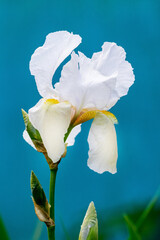 White iris close up in the garden on a blue background