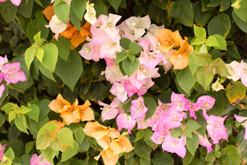 Blooming bougainvillea background. Light pink and orange flowers.