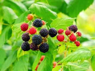 Ripe berries black raspberries cumberland  in the garden on a blurred background