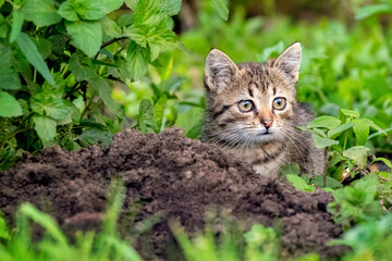 Small striped kitten in the garden among the greenery near the molehill