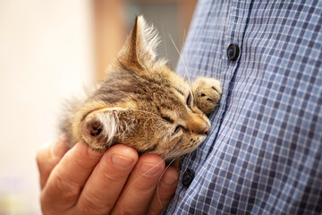 A small brown kitten with closed eyes in the arms of a man. A man holds a kitten in his arms