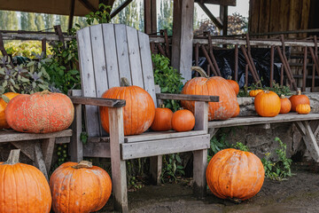 Pumpkin farm -  old wooden chairs and barn scene 
