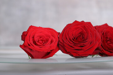 rote rosen mit grauem hintergrund