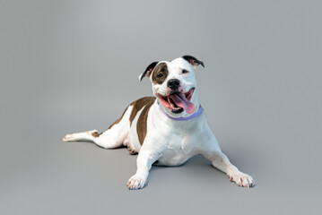 Cute staffordshire terrier in studio on gray background. Domestic dog posing on backdrop. Pit mix...
