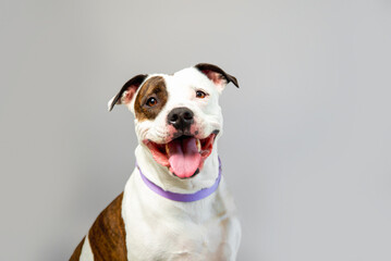 Cute staffordshire terrier in studio on gray background. Domestic dog posing on backdrop. Pit mix...