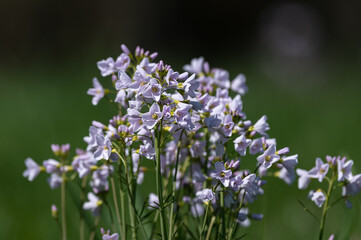 Cardamine pratensis - Cuckoo flower - Cardamine des prés