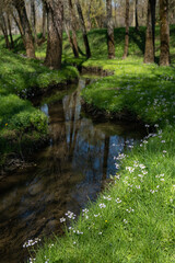 Cardamine pratensis - Cuckoo flower - Cardamine des prés