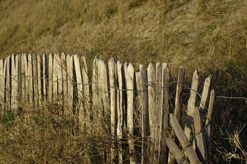 Wooden fence and marram grass in the North Sea dunes at twilight (horizontal), Zandvoort, North Holland, Netherlands