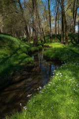 Cardamine pratensis - Cuckoo flower - Cardamine des prés