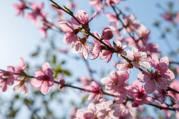 branches of a blossoming spring peach tree on a blurred background
