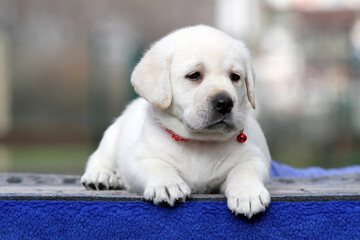a yellow labrador puppy on the blue background