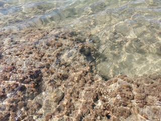 The shore of the Mediterranean Sea, under the clear water, spherical brown plants are visible.