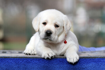yellow labrador puppy on the blue background