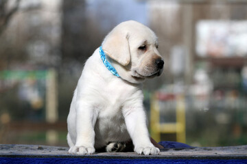 a nice yellow labrador puppy on the blue background