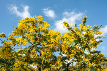 Fototapeta premium Yellow flowers on the branches of the silver wattle, blue wattle or mimosa (Acacia dealbata) tree with blue sky on the back in Yoyogi park, Tokyo, Japan