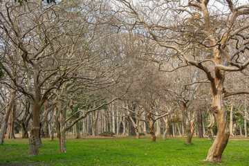 Naked Ginkgo biloba (gingko or maidenhair tree) trees in early spring in Yoyogi park, Tokyo, Japan