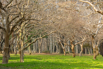 Naked Ginkgo biloba (gingko or maidenhair tree) trees in early spring in Yoyogi park, Tokyo, Japan
