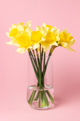 Daffodils in a glass vase on a pink background. Spring flowers. small bouquet