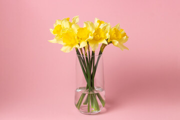 Daffodils in a glass vase on a pink background. Spring flowers. small bouquet