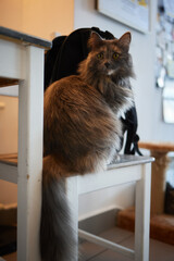 cat lying down on wooden table looking at camera.