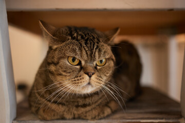 cat lying down on wooden table looking at camera.