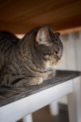 cat lying down on wooden table looking at camera.